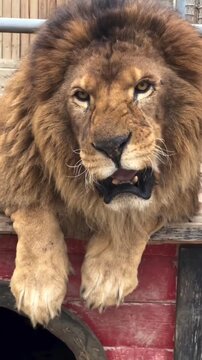 Male lion with big mane resting in enclosure, close up lion face, lion licking lips and looking around
