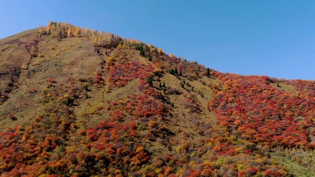 Aerial View of Colorful Fall Foliage in Ili Alatau Mountains Almaty