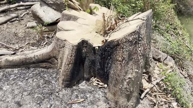 Exotic shape of a large tree stump in a cleared forest