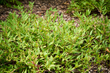 żylistek wysmukły,Deutzia gracilis © Marcin Łazarczyk