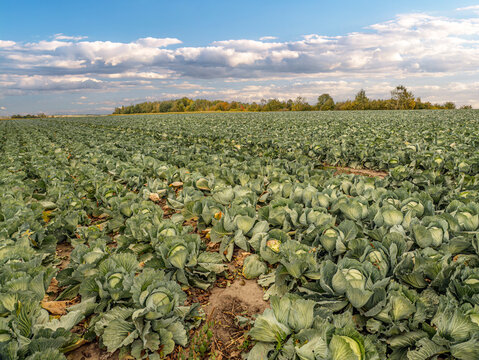 Cabbage Field on a Rural Farm With Neat Rows of Green Vegetables Ready for Harvest