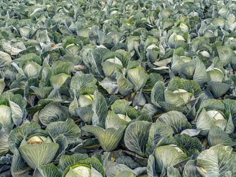 Green Cabbage Field on a Vegetable Farm Ready for Harvest With Lush Leaves and Rows of Crop