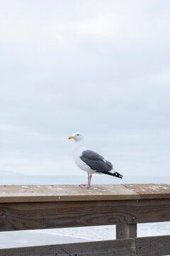 Seagull sitting on pier in California