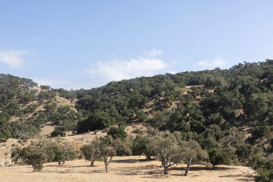 California landscape with trees and hills