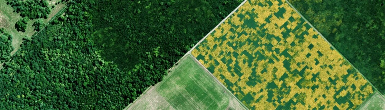 Aerial view of a dense forest area adjacent to a patchwork of agricultural fields with varying shades of green and yellow.