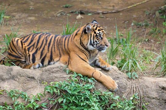 A side view of the Sumatran tiger
