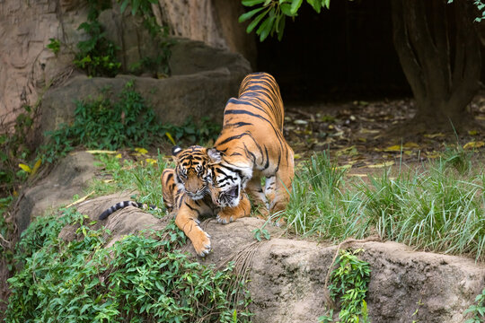 Two Sumatran tigers playing together affectionately