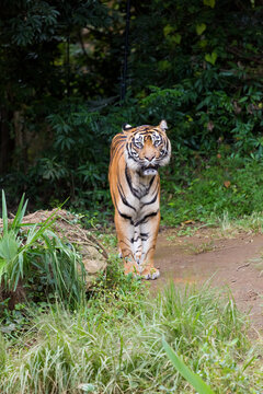 A front view of the Sumatran tiger