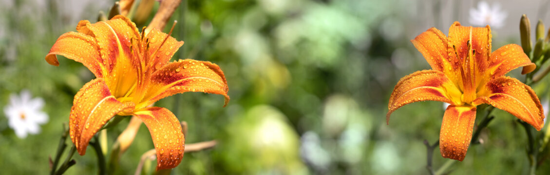 Flowers bloom in a garden on a sunny day after rain with drops of water on the petals