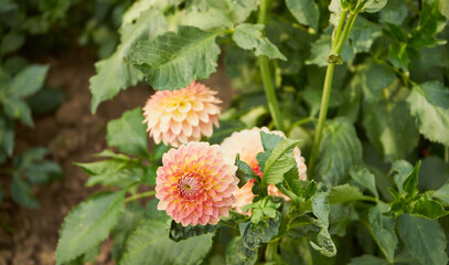 Dalia, georginia ,Dahlia Cav. © Marcin Łazarczyk
