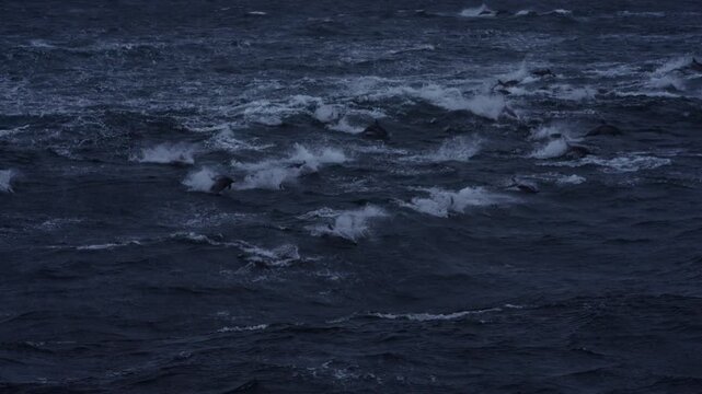Pod of dolphins swims and surfaces among whitecaps in rough dark blue open ocean water