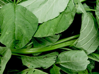 Beautiful texture and pattern of green spinach leaves © Joa Marlina