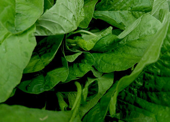 Beautiful texture and pattern of green spinach leaves © Joa Marlina