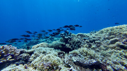 A dark school of fish swimming above a coral reef slope. Clear blue water surrounds the textured coral formations in this underwater scene. © Houston