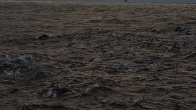 Pod of dolphins swims together through choppy ocean water with multiple dorsal fins visible, surfacing and leaping out of water