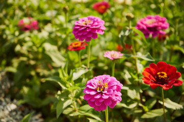 cynia, jakobinka, zinnia l. © Marcin Łazarczyk