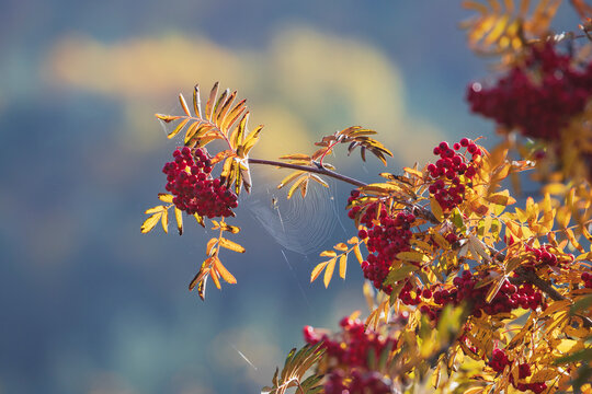 Rowan berries with autumn leaves and spider web in kazbegi, Georgia