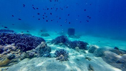 A coral reef scattered across a sandy seabed under clear blue water. Sunlight filters down through the surface, illuminating the branching corals and small fish. © Houston
