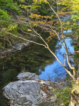 山の清流　近景（river in the forest）
