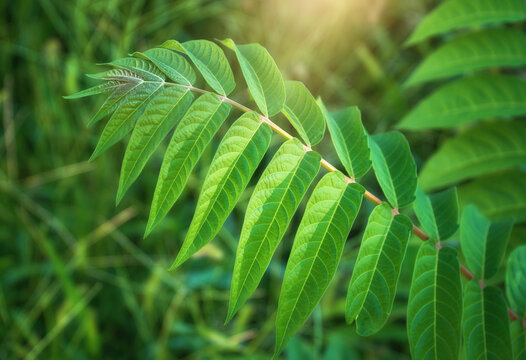 Green pinnate leaves of Ailanthus altissima tree with visible veins texture under soft daylight. Defocused tropical forest foliage