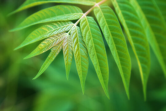 Green pinnate leaves of Ailanthus altissima tree with visible veins texture under soft daylight. Defocused tropical forest foliage