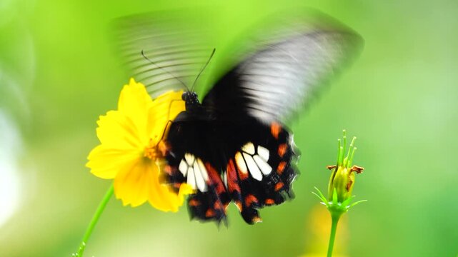 A Thai butterfly flutters above an orange flower against a soft green backdrop, revealing the natural movement of its wings and the insect's lively activity in an outdoor garden setting.