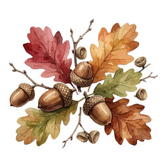 watercolor illustration of an acorn © Menhikki