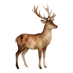 Watercolor illustration of a reindeer © Menhikki