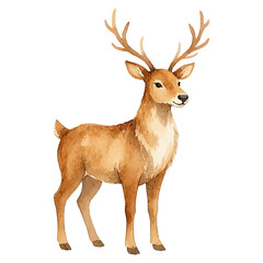 Watercolor illustration of a reindeer © Menhikki