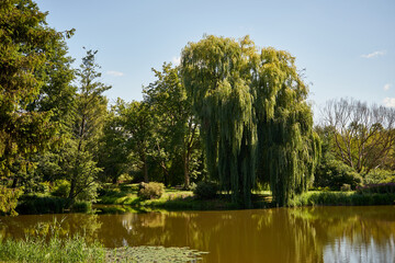 wierzba nad stawem  © Marcin Łazarczyk