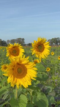 Leuchtende Sonnenblumen vor sommerlicher Feldlandschaft im Hochformat