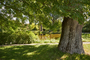 drzewo nad stawem  © Marcin Łazarczyk