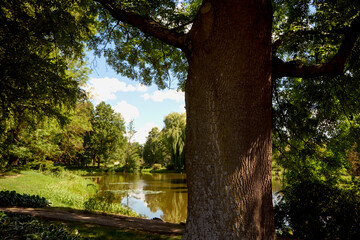 drzewo nad stawem  © Marcin Łazarczyk
