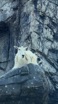 A white mountain goat peers over a rocky ledge in a wildlife enclosure, a shaggy mountain goat with black horns resting among the cliffs on a sunny day.