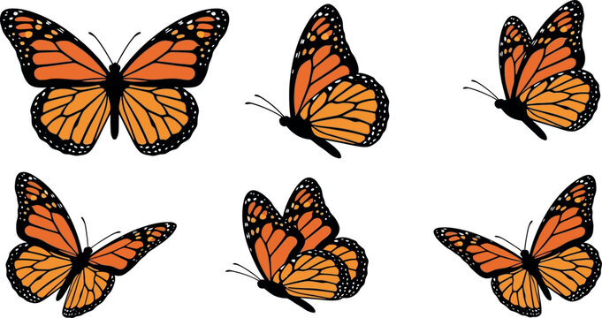 Set of orange monarch butterflies isolated on white background flying in different perspective angles