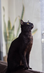 Sleek black cat sitting profile looking up near window with soft light © HumbertoJose