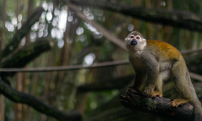 Squirrel monkey perched on a tree branch in lush jungle setting © HumbertoJose