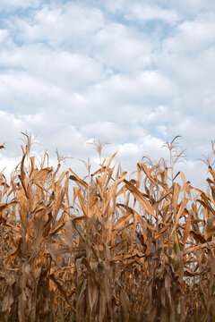yellow, harvest, corn, farm, rural, golden, food, gold, barley, grass, rye, natural, seed，field, wheat, sky, agriculture, plant, summer, crop, nature, grain, blue, cereal, landscape, 