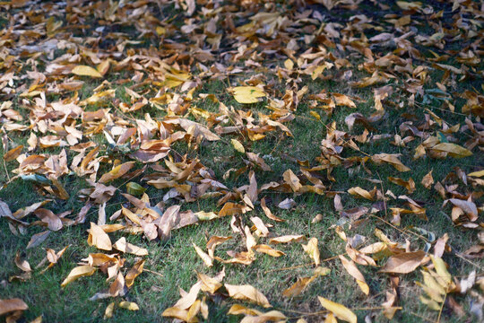 In autumn, fallen leaves in the community covered the grassland.