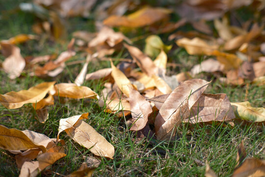 In autumn, fallen leaves in the community covered the grassland.