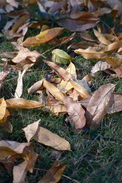 In autumn, fallen leaves in the community covered the grassland.