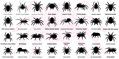 Obraz premium Various Spider Species Silhouettes Vector Pack