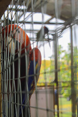 Beautiful scarlet macaw, confined in a cage awaiting its release at Copán Ruinas. © Francisco