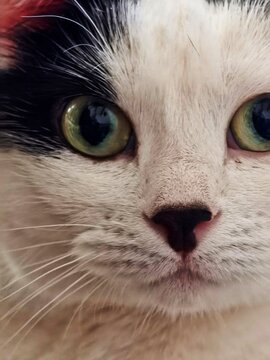 portrait of a cat