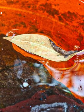 autumn leaves on water