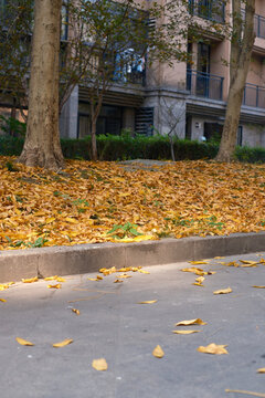In autumn, fallen leaves in the community covered the grassland.