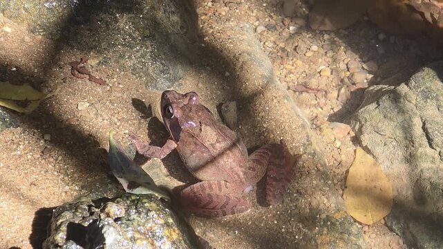 
Rear view of a Korean brown frog peeking its head out of the water in an autumn stream

