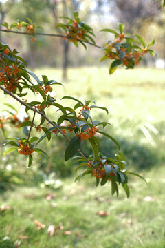 In autumn, the osmanthus trees are covered with osmanthus flowers.