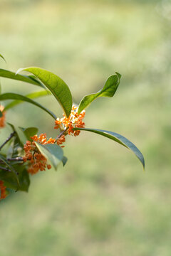 In autumn, the osmanthus trees are covered with osmanthus flowers.