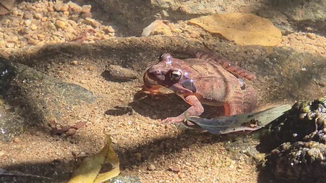  Korean brown frog, right side, right profile, emerging from water, water surface, autumn stream, wildlife, amphibian, nature

